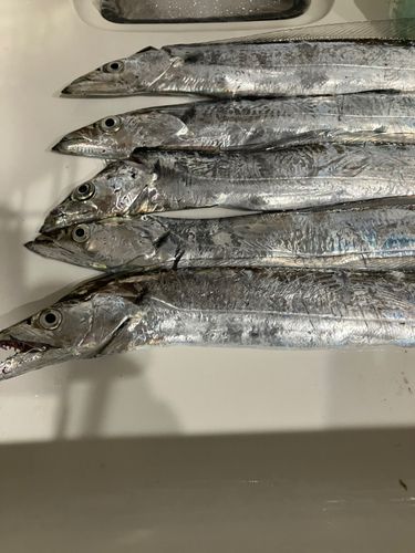 タチウオの釣果