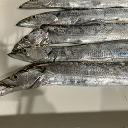 タチウオ
