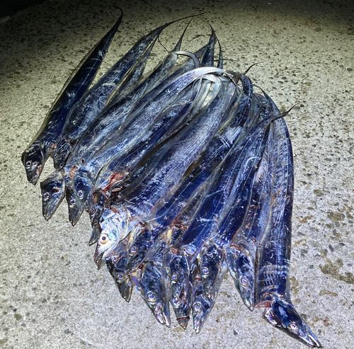 タチウオの釣果
