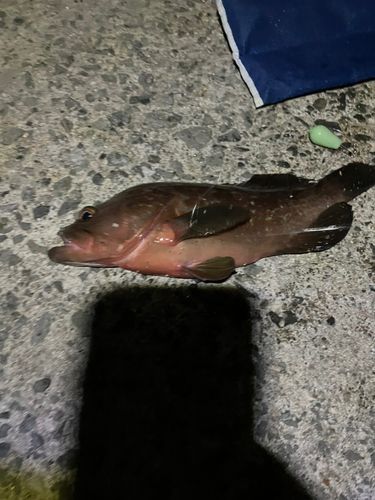 アコウの釣果
