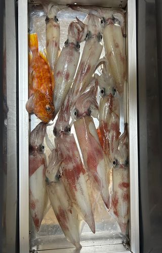 イカの釣果