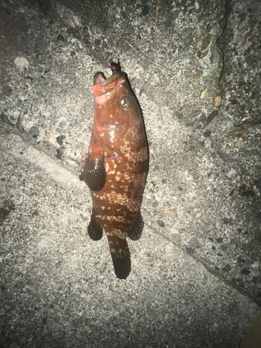 キジハタの釣果