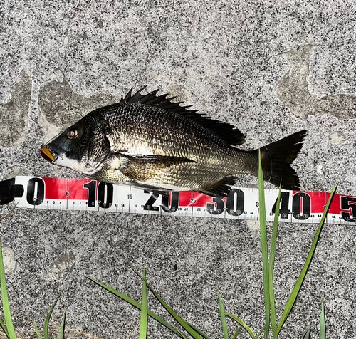 チヌの釣果