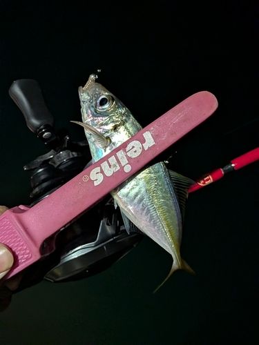 マアジの釣果