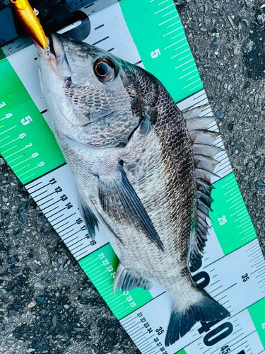チヌの釣果