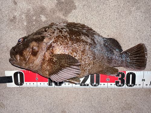 ムラソイの釣果