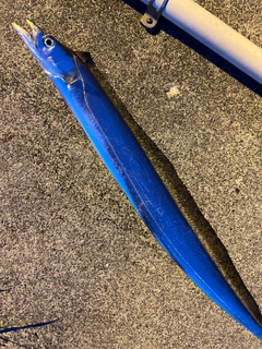 タチウオの釣果