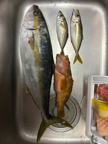 ヒラスの釣果