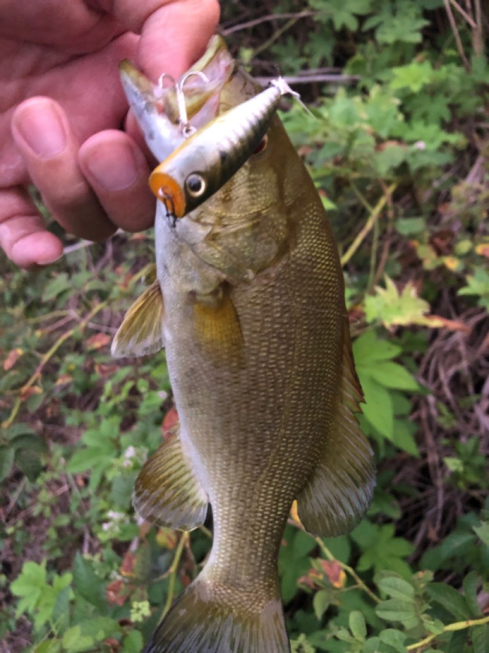 スモールマウスバス