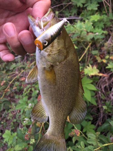 スモールマウスバスの釣果