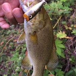 スモールマウスバス