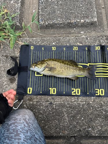 スモールマウスバスの釣果