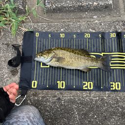 スモールマウスバス