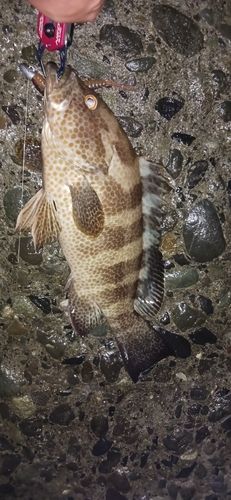 オオモンハタの釣果