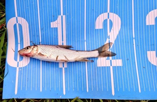 ニゴイの釣果