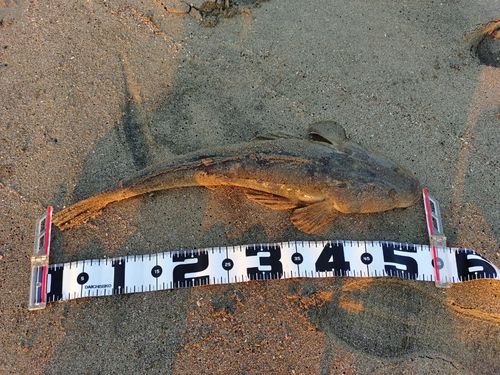 マゴチの釣果