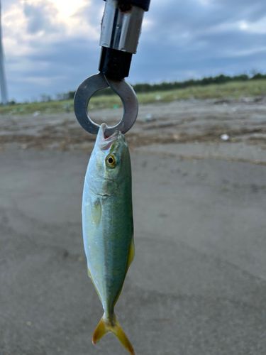 ワカシの釣果