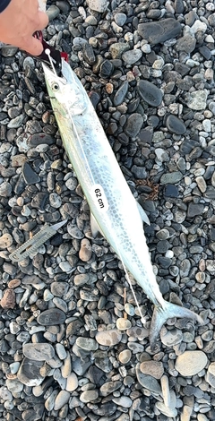 サゴシの釣果