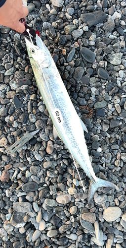 サゴシの釣果