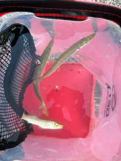 カマスの釣果