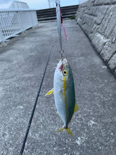 ワカシの釣果