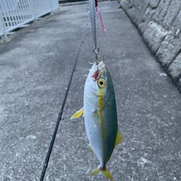 ワカシ