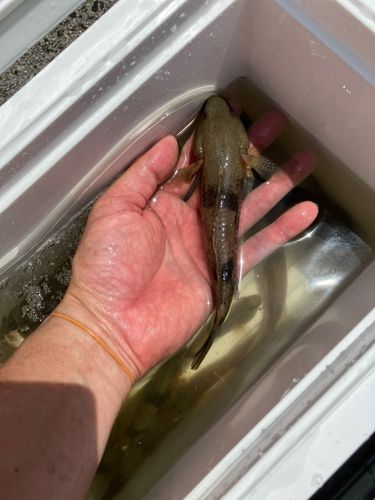ハゼの釣果