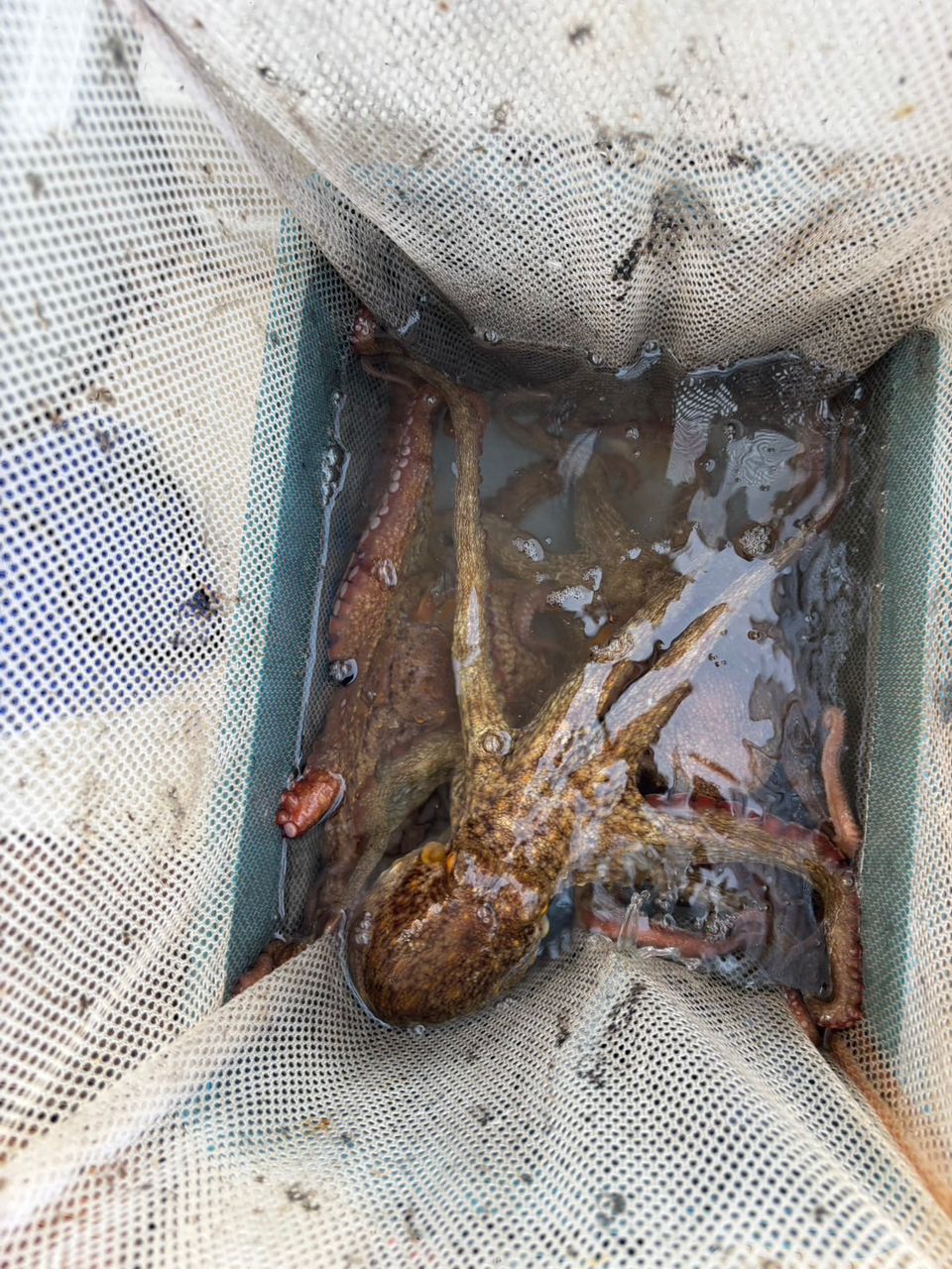デニデニおじさんさんの釣果 1枚目の画像