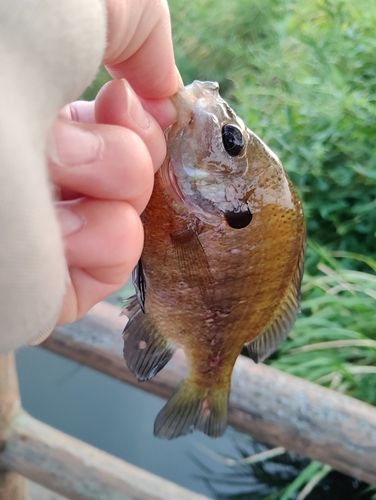 ブルーギルの釣果