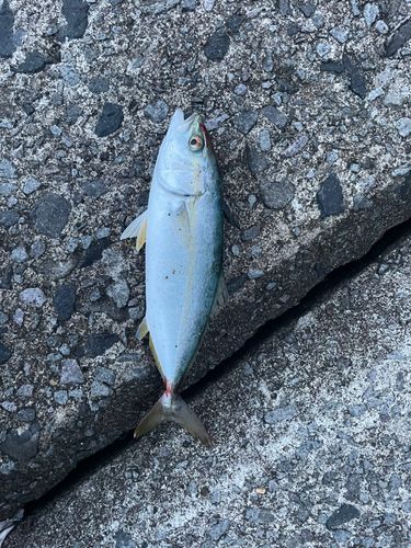 フクラギの釣果