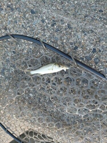 セイゴ（マルスズキ）の釣果