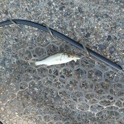 セイゴ（マルスズキ）