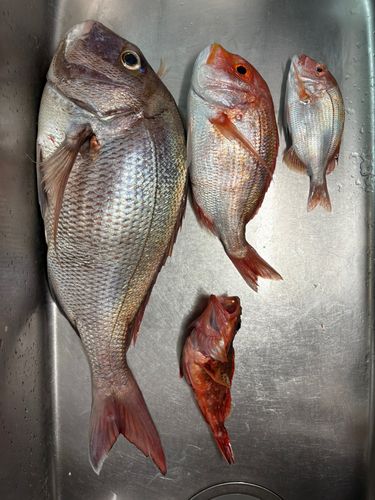 タイの釣果