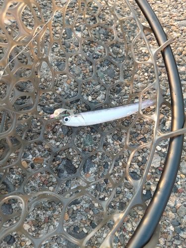 カタクチイワシの釣果