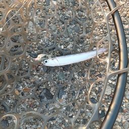 カタクチイワシ