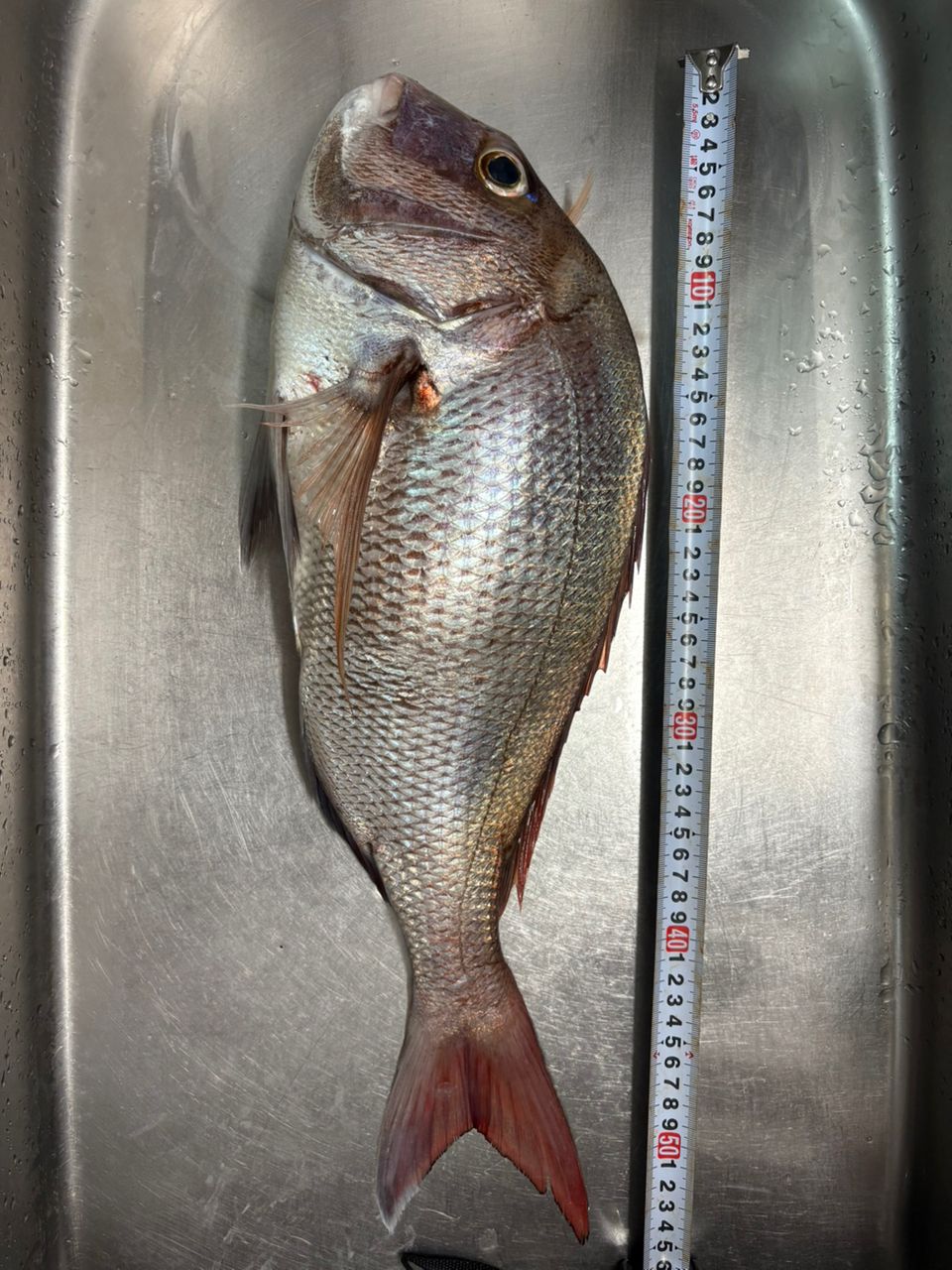 ２０年ぶりの再始動さんの釣果 2枚目の画像