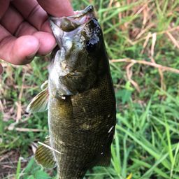 スモールマウスバス