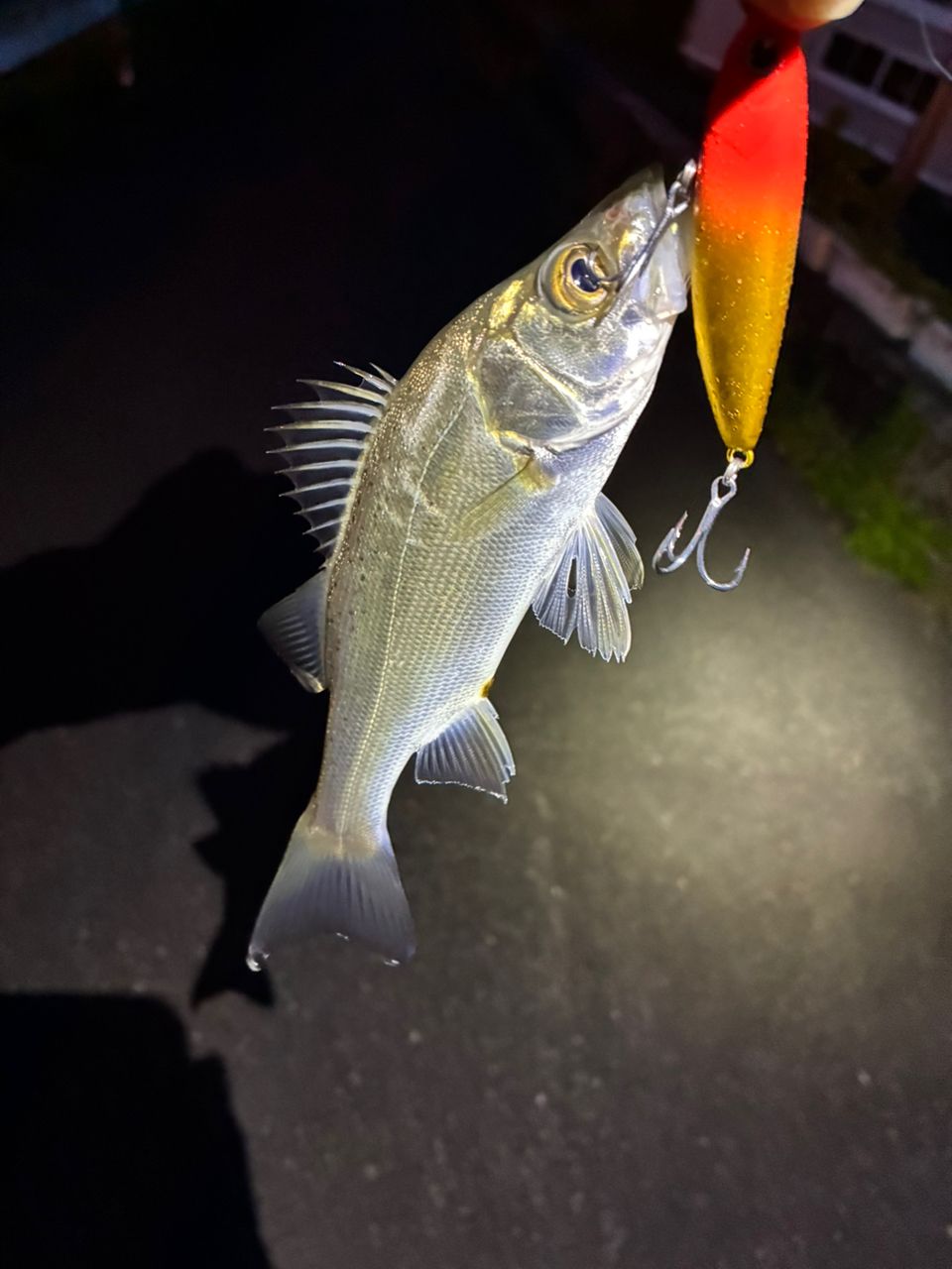 セイゴ（マルスズキ）