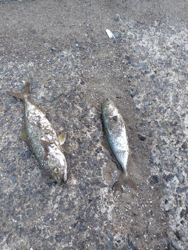 釣果