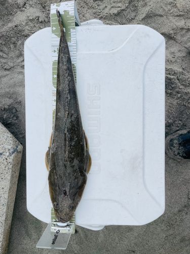 マゴチの釣果
