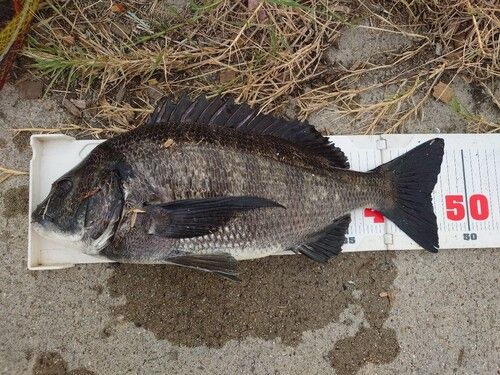 チヌの釣果