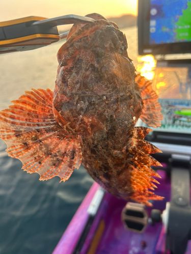 カサゴの釣果