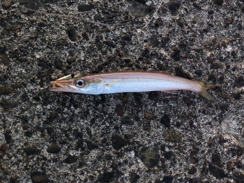 カマスの釣果