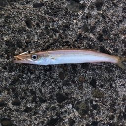 カマス