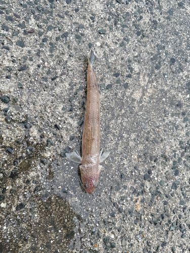 エソの釣果