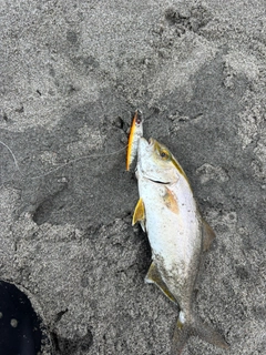 シオの釣果