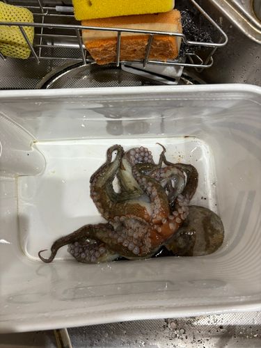 釣果