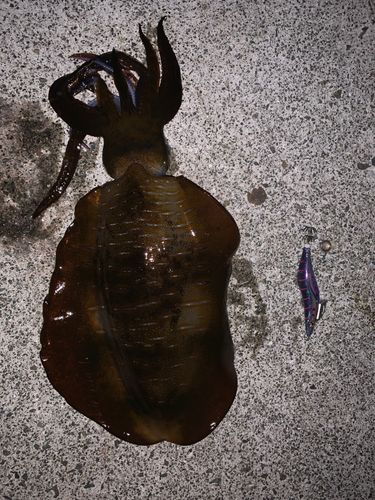 アオリイカの釣果