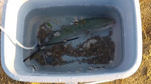ワカシの釣果