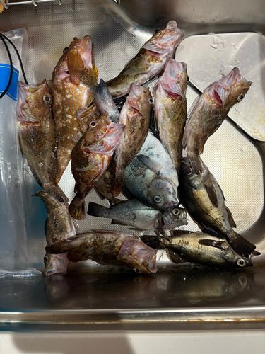 釣果